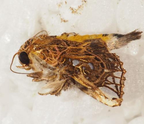 Argyrosticta meres